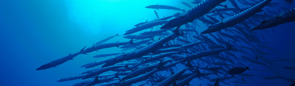 Swim with Barracudas